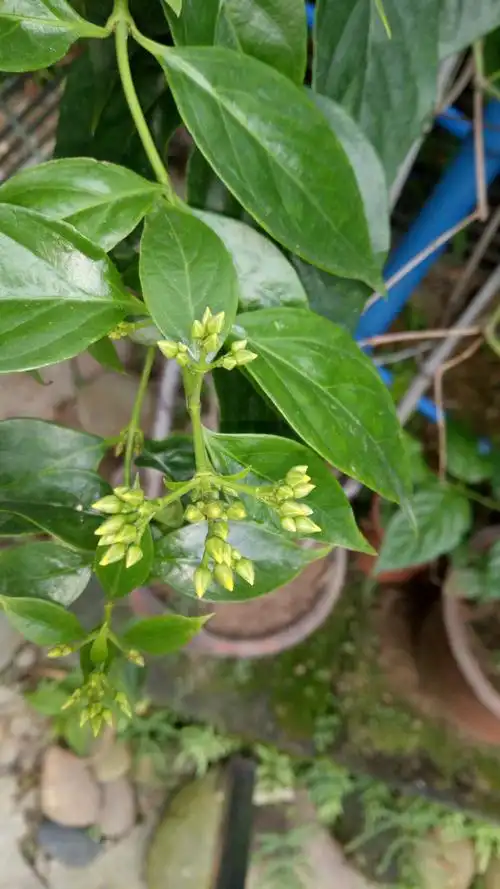 毒物之一断肠草