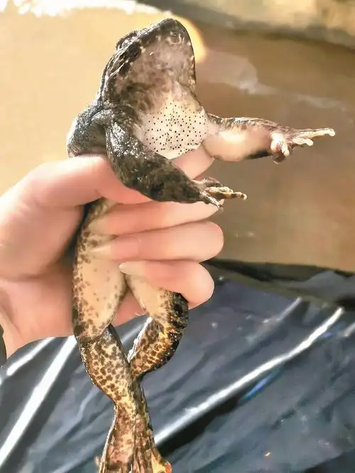 黄言亮 文/图9月17日,走进将乐县南口镇东坑村沙溪石蛙养殖基地,四周