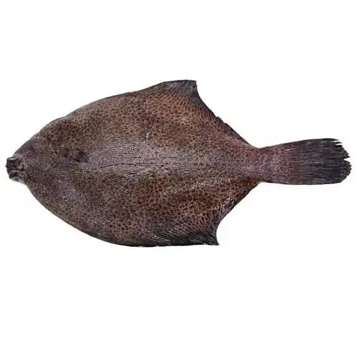 维桑生鲜鼓眼鱼新鲜高眼鱼海鱼信杰海鲜小比目鱼500g