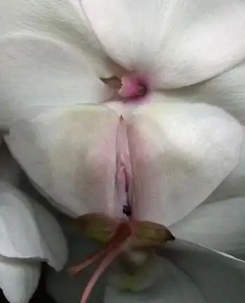 4关于女性外阴的25个生理知识