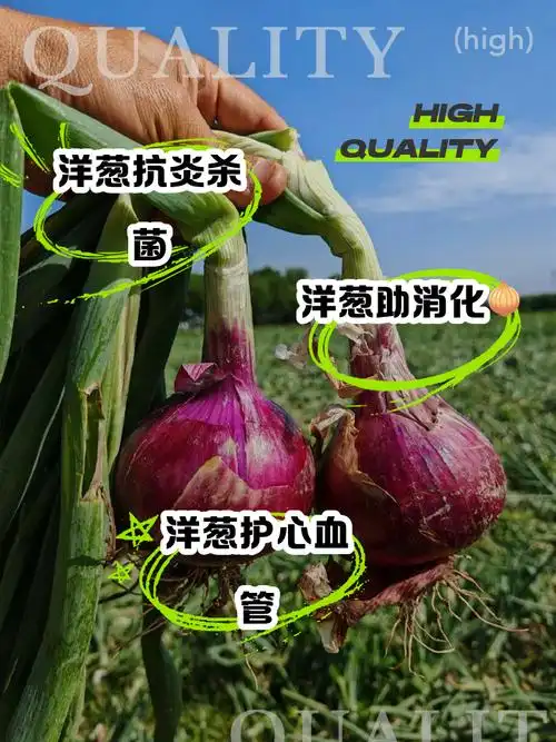 洋葱好处