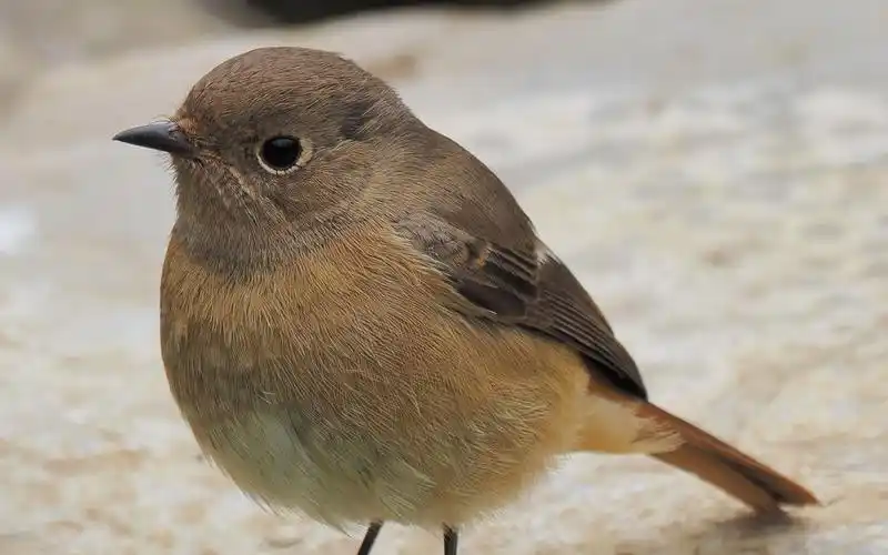 【北红尾鸲】 - 1北红尾鸲雌鸟,圆滚滚,胖乎乎,可爱