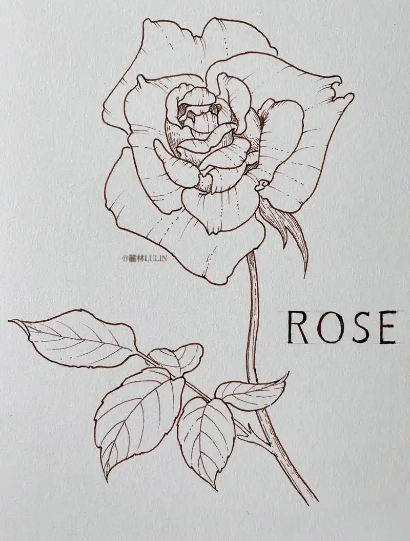 玫瑰花绘画过程.#画画 #一起学画画 #手绘花朵 #线稿 # - 抖音