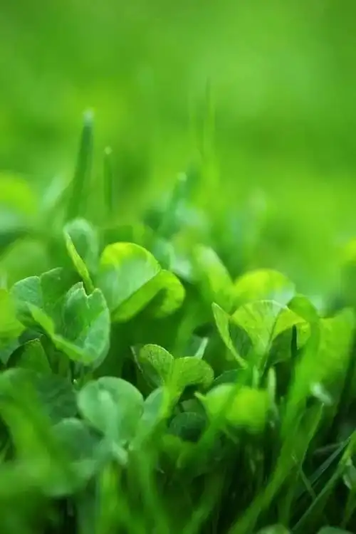 养眼壁纸,缓解视觉疲劳