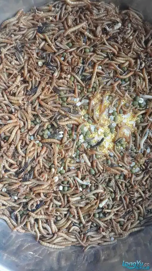 【冰淇淋】如何养面包虫?