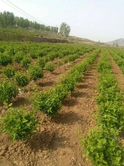 金银花苗圃基地