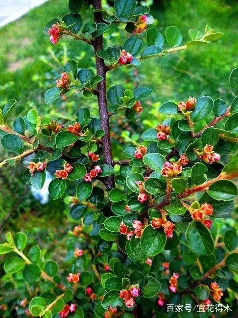 平枝栒子下山桩的栽培养护