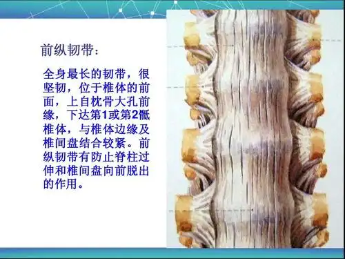 所有分类 人文社科 教育学/心理学 脊柱区局部解剖学ppt 前纵韧带