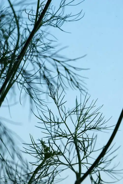 夏|plant    茴香,复伞形花序顶生与侧生,花丝略长于花瓣,淡黄色.