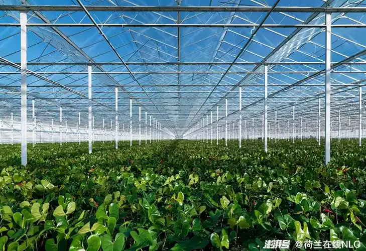 温室内种植的植物,图/ berend22 cc by-sa 4.0协议