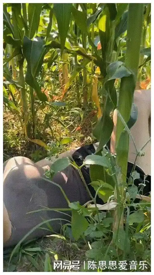网易首页>网易号>正文申请入驻>掰玉米太累了,躺下来休息休息男孩:我