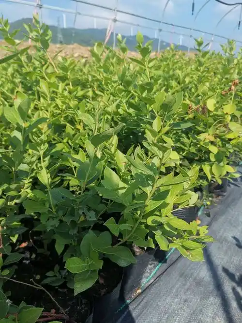 大果蓝莓苗产品介绍蓝莓苗苗木粗壮
