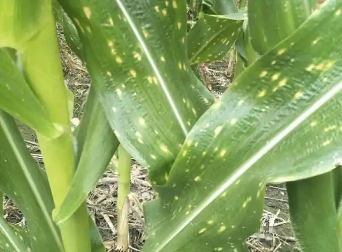 【作物病害】玉米叶部常见病害合集,高清图谱 药剂推荐