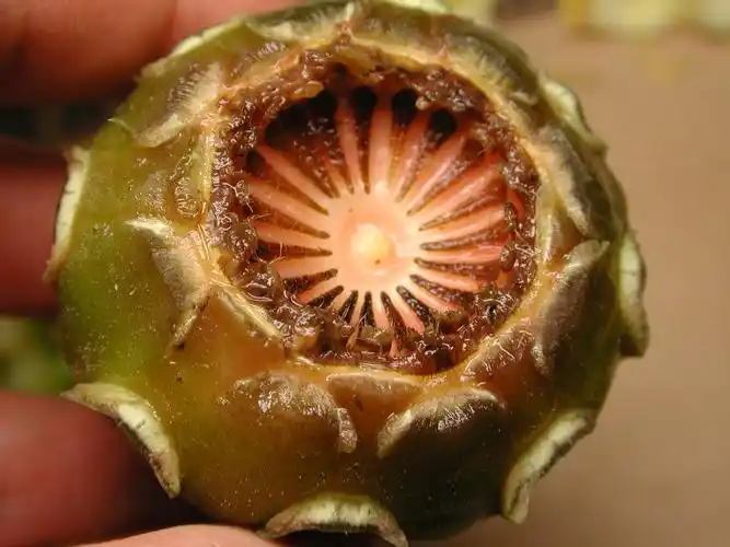 纵横剖看果实型态与胎座—齿叶睡莲果实(2)