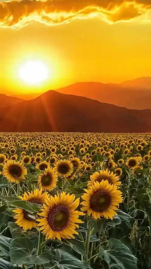 心态阳光,积极向上的人,满满元气才能被激发,也能感染身边的人.