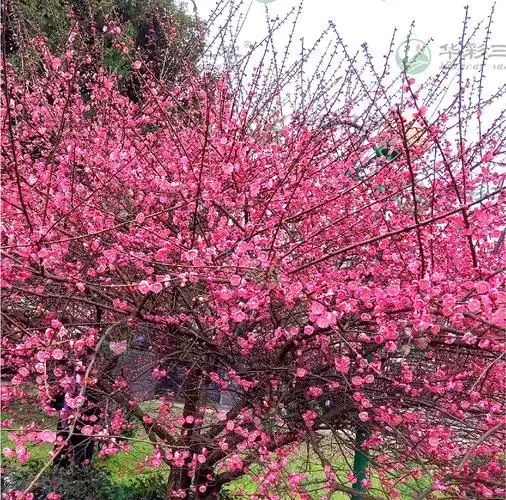 抚州骨红朱砂梅