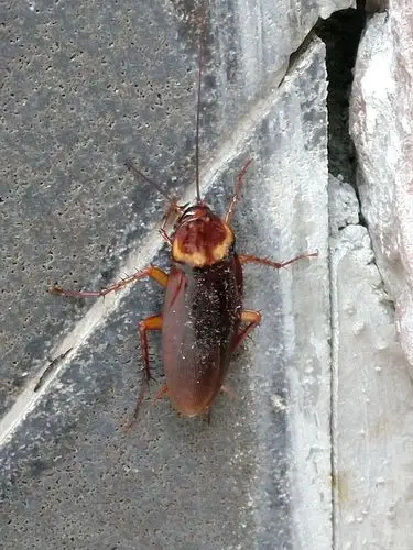 这么大的蟑螂还是头次见