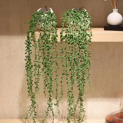 情人泪仿真佛珠珍珠吊兰盆栽花卉室内绿色植物多肉肉植物组合盆栽