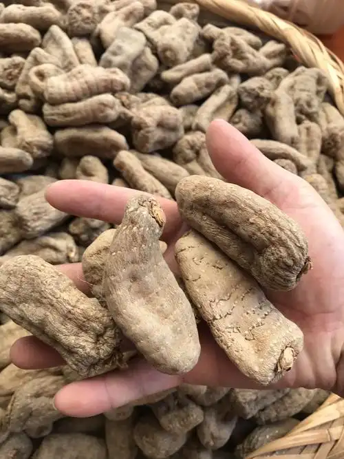 [乌天麻批发]乌天麻 昭通小草坝天麻 所有产品图片现