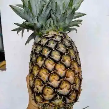 无眼菠萝西双版纳金钻凤梨香甜可口大量上市了欢迎各位老板来采购