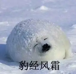 【海豹表情包|白色海豹表情包|关于海豹的表情图片】-九蛙工具箱