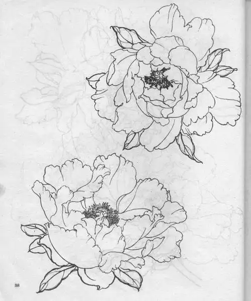 牡丹白描【结构图】