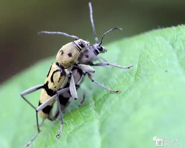 黑腹筒天牛,个小体极瘦,黑腹黑色鞘,橙胸橘红头,触角与六足,大部