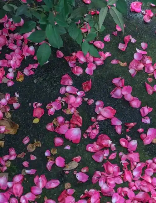 花瓣飘落真实图片,落花图片唯美图