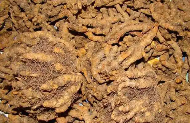 黄连价格多少钱一斤?