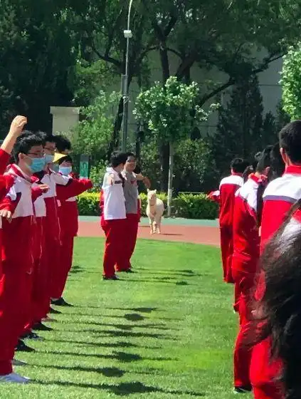 北京101中学有对网红羊驼cp 最爱"巡查"课间操