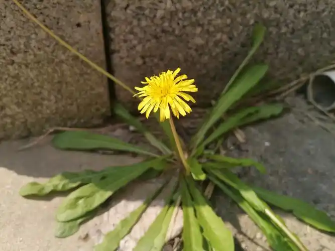 清明时节,老家的墙角处,一朵野花悄然绽放,花柄上的小蚂蚁在自由