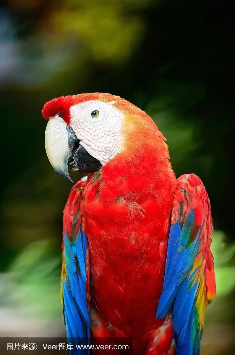 红金刚鹦鹉