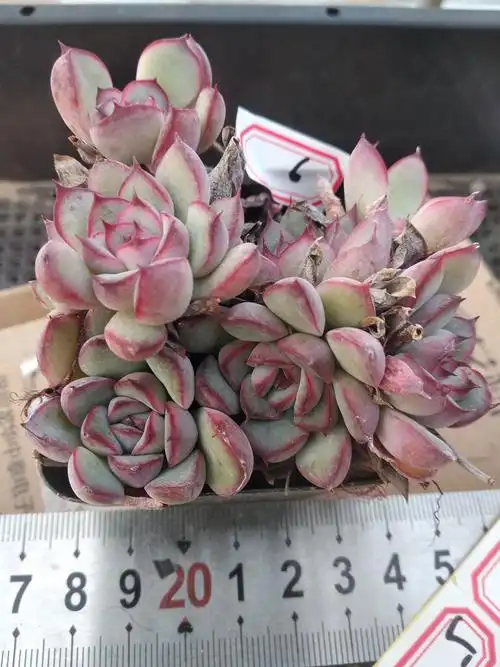 多肉植物 新手_花月夜群生老桩多肉 一物一拍 新手多肉植物 清棚特价