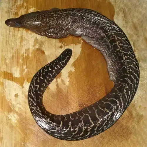 共66 件鳗鱼活体相关商品