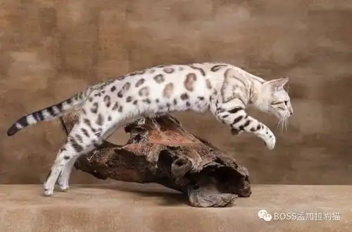 种猫介绍|sprite欧洲引进中国唯一拥有afrikatte&guru双血线雪豹