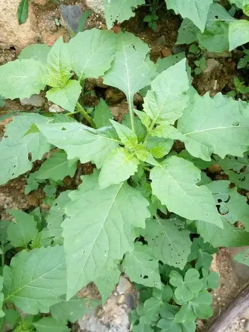 农村野菜千百种农村人吃过很多城市人有钱买不到你吃过几种