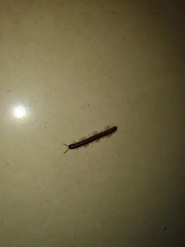 请问这是什么虫子~在家里厨房发现的,如何防治