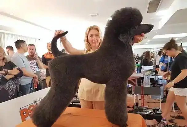 泰迪的犬种为玩具贵宾犬,同为贵宾犬,我们在现实生活中看得比较多的是