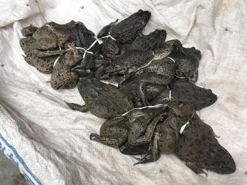貌丑野生大石蛙食用需有大胆量