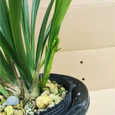 建兰黄金小神童5苗带1花