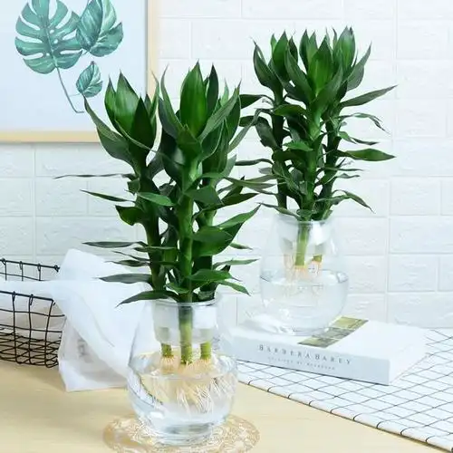 观音竹水培盆栽绿植物室内客厅四季富贵竹不含瓶