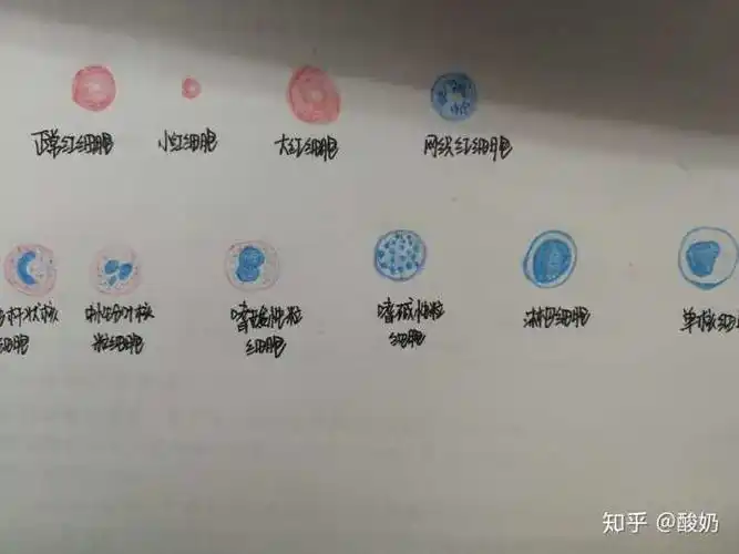 有没有红蓝铅笔血涂片的手绘图?