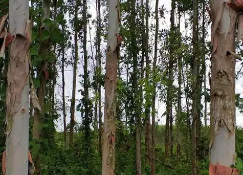 广西适合种什么树在广西地区常见的树木品种