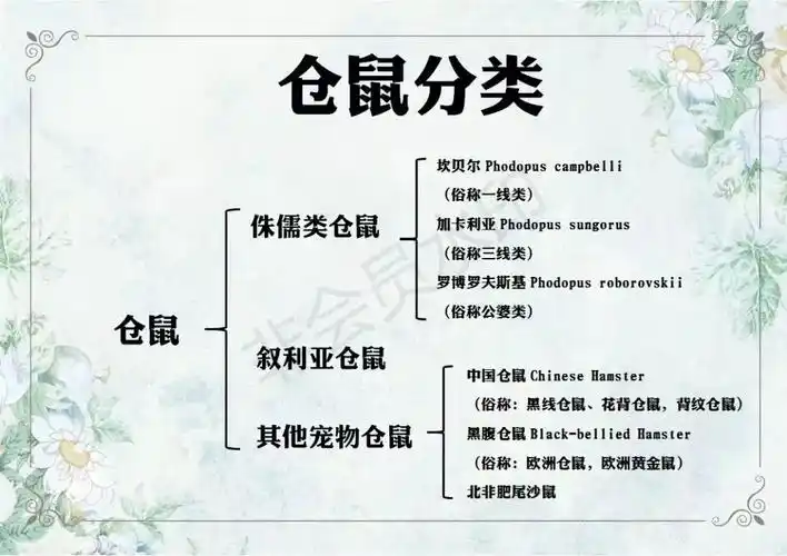 一文带你走进仓鼠世界:仓鼠种类之坎贝尔仓鼠