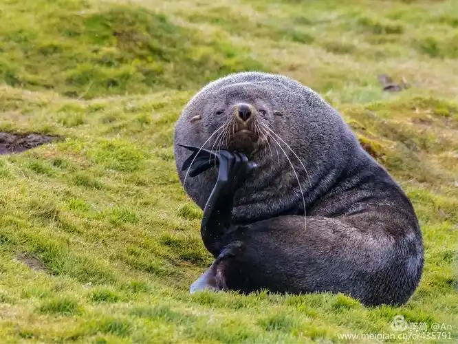 南极海狗-狗年说海狗-恭祝大家新春快乐!