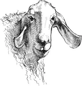 一只羊的肖像照片