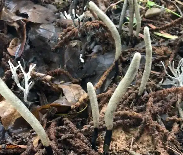 农村深山中,曾高达万元一斤的"乌灵参",原来只有这样才能找到