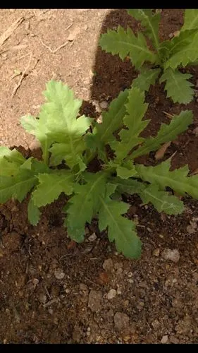 罂粟幼苗长这样呦!