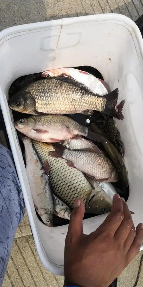 头顶烈日作钓三个半小时,鱼获如下