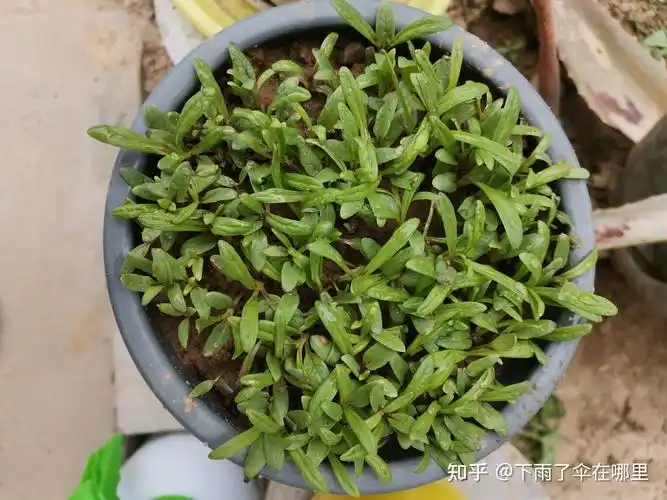 满天星的成长历程